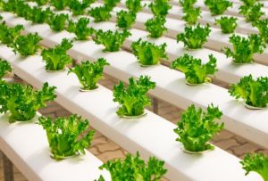 Ý tưởng kinh doanh ít vốn - bán thực phẩm tươi