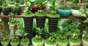 Mô hình kinh doanh cây cảnh mini ở nông thônMô hình kinh doanh cây cảnh mini ở nông thôn