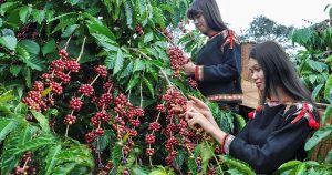 Thu lợi lớn với trồng xen canh cây ăn quả với cà phê, hồ tiêu