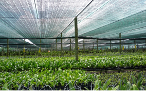 Mua lưới nông nghiệp Đài Loan uy tín và chất lượng ở đâu