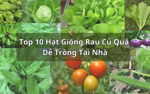 hạt giống rau củ quả